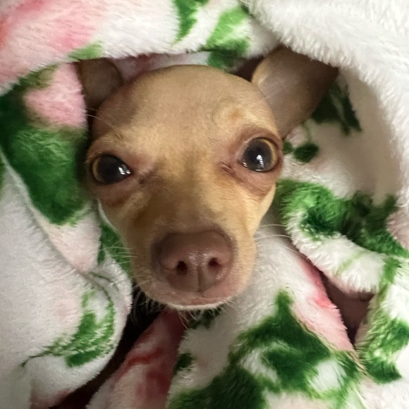 Meet your Posher, Mandi - Picture 4 of 6